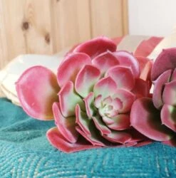 Mehitähti Echeveria Tekokasvi Syksynpunainen